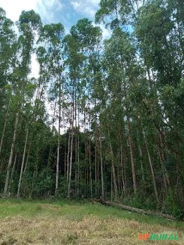 Imagem Floresta de Eucalipto em Bueno Brandão/ MG Imagem Floresta de Eucalipto em Bueno Brandão/ MG