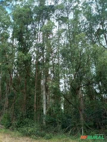 Imagem Floresta de Eucalipto em Bueno Brandão/ MG Imagem Floresta de Eucalipto em Bueno Brandão/ MG