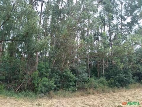 Imagem Floresta de Eucalipto em Bueno Brandão/ MG Imagem Floresta de Eucalipto em Bueno Brandão/ MG