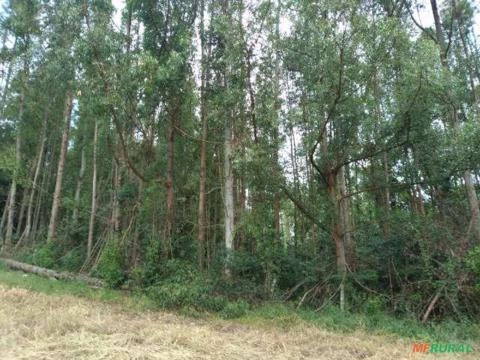 Imagem Floresta de Eucalipto em Bueno Brandão/ MG Imagem Floresta de Eucalipto em Bueno Brandão/ MG