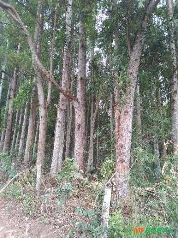 Imagem Floresta de Eucalipto em Bueno Brandão/ MG Imagem Floresta de Eucalipto em Bueno Brandão/ MG