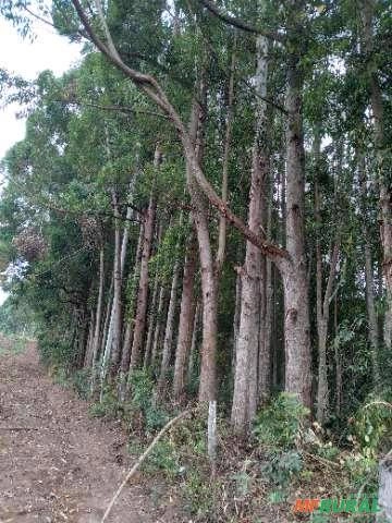 Imagem Floresta de Eucalipto em Bueno Brandão/ MG Imagem Floresta de Eucalipto em Bueno Brandão/ MG