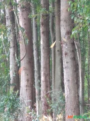 Imagem Floresta de Eucalipto em Bueno Brandão/ MG Imagem Floresta de Eucalipto em Bueno Brandão/ MG
