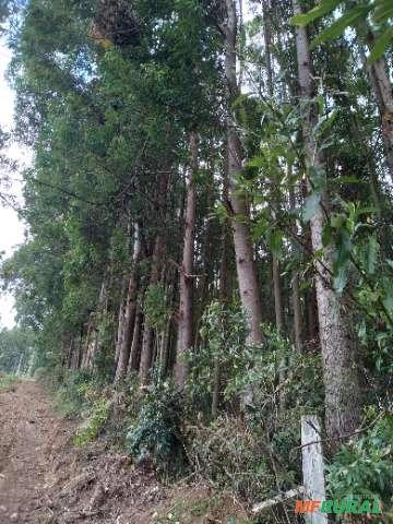 Imagem Floresta de Eucalipto em Bueno Brandão/ MG Imagem Floresta de Eucalipto em Bueno Brandão/ MG