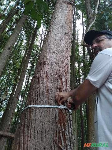 Imagem Floresta de Eucalipto em Bueno Brandão/ MG Imagem Floresta de Eucalipto em Bueno Brandão/ MG
