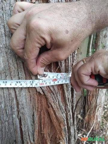 Imagem Floresta de Eucalipto em Bueno Brandão/ MG Imagem Floresta de Eucalipto em Bueno Brandão/ MG