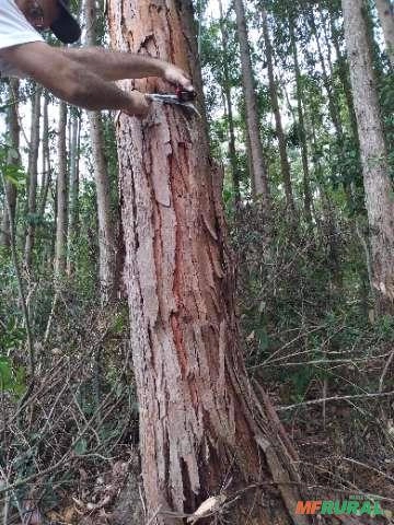 Imagem Floresta de Eucalipto em Bueno Brandão/ MG Imagem Floresta de Eucalipto em Bueno Brandão/ MG