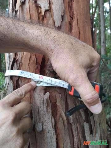Imagem Floresta de Eucalipto em Bueno Brandão/ MG Imagem Floresta de Eucalipto em Bueno Brandão/ MG