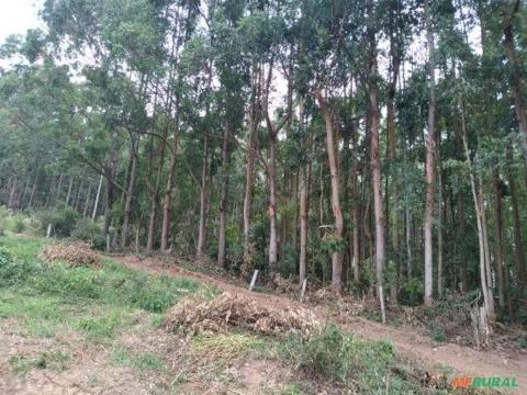 Imagem Floresta de Eucalipto em Bueno Brandão/ MG Imagem Floresta de Eucalipto em Bueno Brandão/ MG