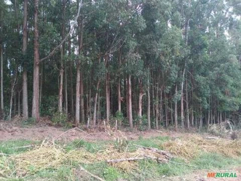 Imagem Floresta de Eucalipto em Bueno Brandão/ MG Imagem Floresta de Eucalipto em Bueno Brandão/ MG