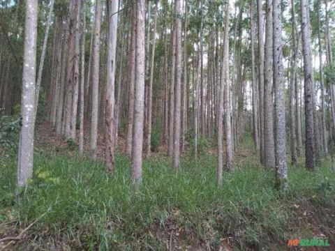 Imagem Floresta de Eucalipto em Bueno Brandão/ MG Imagem Floresta de Eucalipto em Bueno Brandão/ MG