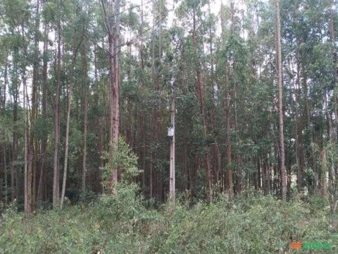 Imagem Floresta de Eucalipto em Bueno Brandão/ MG Imagem Floresta de Eucalipto em Bueno Brandão/ MG