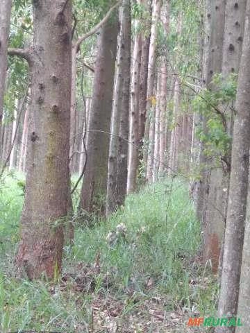 Imagem Floresta de Eucalipto em Bueno Brandão/ MG Imagem Floresta de Eucalipto em Bueno Brandão/ MG