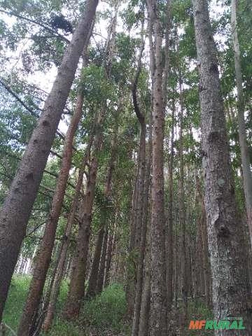 Imagem Floresta de Eucalipto em Bueno Brandão/ MG Imagem Floresta de Eucalipto em Bueno Brandão/ MG