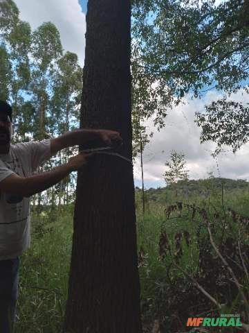 Imagem Floresta de Eucalipto em Bueno Brandão/ MG Imagem Floresta de Eucalipto em Bueno Brandão/ MG