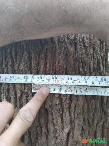 Imagem Floresta de Eucalipto em Bueno Brandão/ MG Imagem Floresta de Eucalipto em Bueno Brandão/ MG