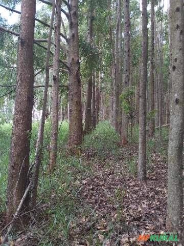 Imagem Floresta de Eucalipto em Bueno Brandão/ MG Imagem Floresta de Eucalipto em Bueno Brandão/ MG