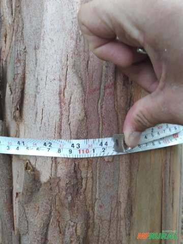 Imagem Floresta de Eucalipto em Bueno Brandão/ MG Imagem Floresta de Eucalipto em Bueno Brandão/ MG