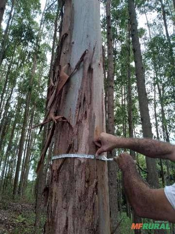 Imagem Floresta de Eucalipto em Bueno Brandão/ MG Imagem Floresta de Eucalipto em Bueno Brandão/ MG