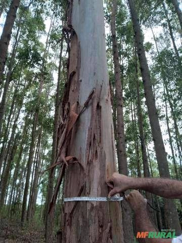 Imagem Floresta de Eucalipto em Bueno Brandão/ MG Imagem Floresta de Eucalipto em Bueno Brandão/ MG