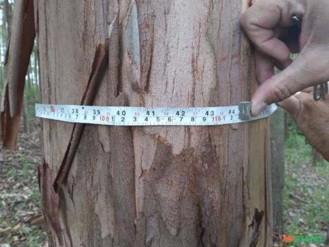 Imagem Floresta de Eucalipto em Bueno Brandão/ MG Imagem Floresta de Eucalipto em Bueno Brandão/ MG