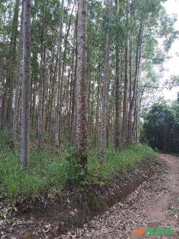 Imagem Floresta de Eucalipto em Bueno Brandão/ MG Imagem Floresta de Eucalipto em Bueno Brandão/ MG