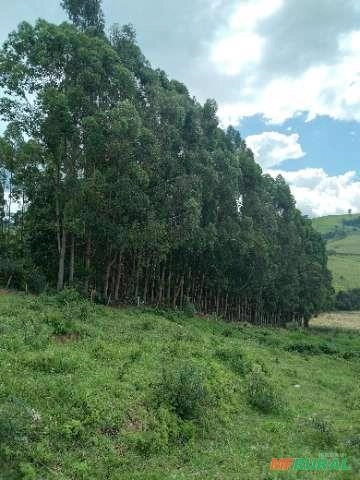 Imagem Floresta de Eucalipto em Bueno Brandão/ MG Imagem Floresta de Eucalipto em Bueno Brandão/ MG