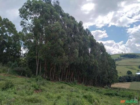 Imagem Floresta de Eucalipto em Bueno Brandão/ MG Imagem Floresta de Eucalipto em Bueno Brandão/ MG