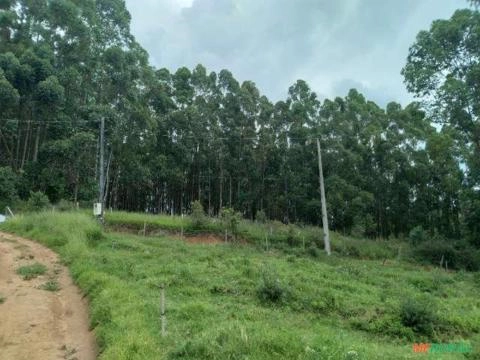 Imagem Floresta de Eucalipto em Bueno Brandão/ MG Imagem Floresta de Eucalipto em Bueno Brandão/ MG