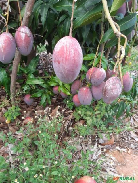 Manga Palmer Imagem Manga Palmer