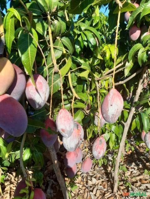 Imagem Manga Palmer Imagem Manga Palmer