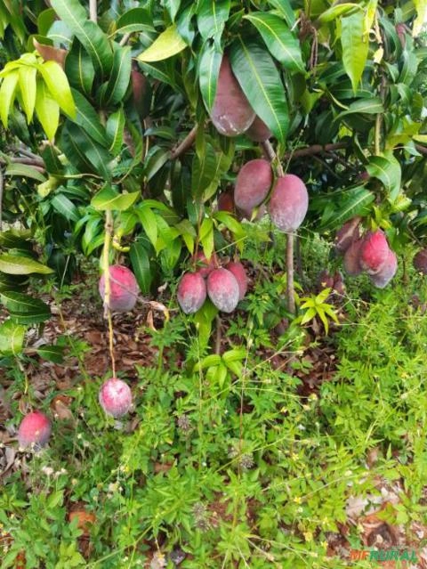 Imagem Manga Palmer Imagem Manga Palmer