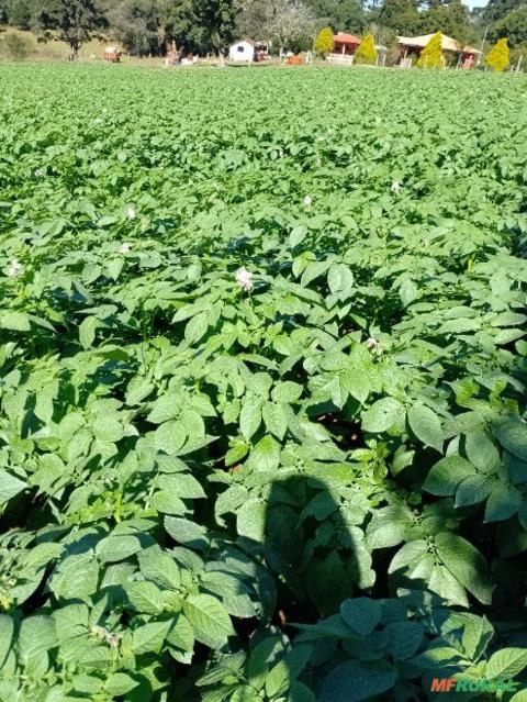 Batata atlântic Asterix Imagem Batata atlântic Asterix