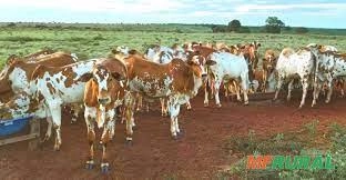 Compro Nelore Pintado no PR ou SC Imagem Compro Nelore Pintado no PR ou SC