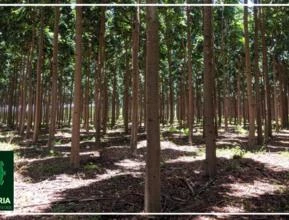 Consultoria florestal: Você busca florestas produtivas com um baixo custo de implantação?