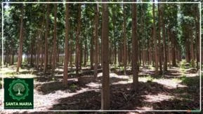 Consultoria florestal: Você busca florestas produtivas com um baixo custo de implantação?