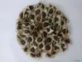 Sementes de Moringa Oleifera