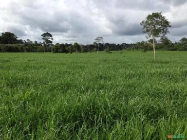 Fazenda A venda No Acre