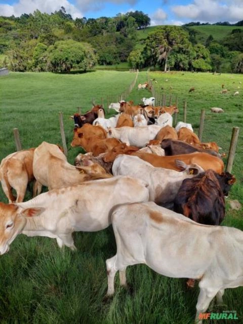 Bezerro garrote Brahma angus Imagem Bezerro garrote Brahma angus