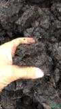 Turfa Orgânica Preta Imagem Turfa Orgânica Preta