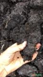 Turfa Orgânica Preta Imagem Turfa Orgânica Preta