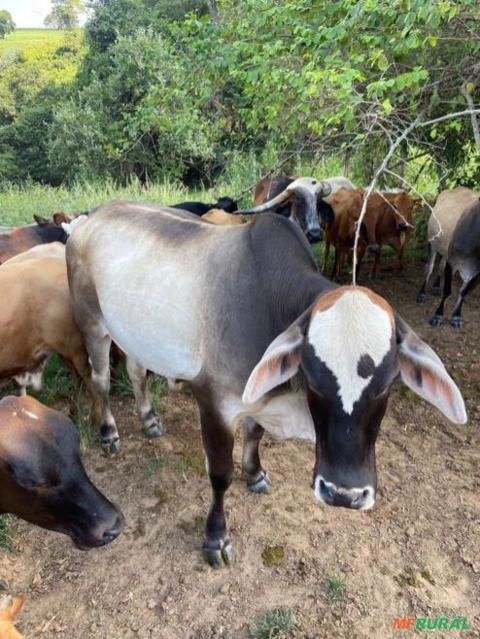 Imagem GADO CRUZADO Imagem GADO CRUZADO