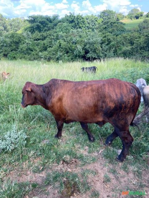 Imagem GADO CRUZADO Imagem GADO CRUZADO