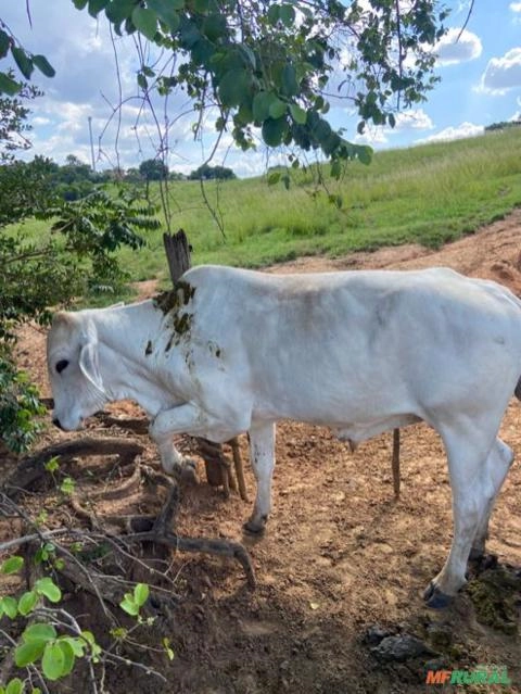GADO CRUZADO Imagem GADO CRUZADO