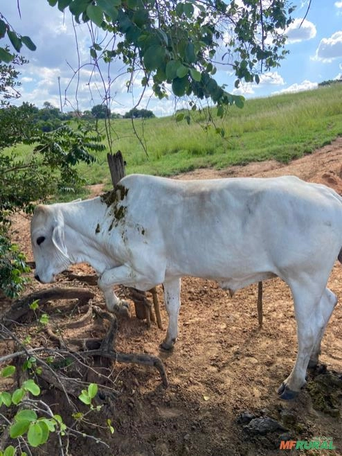 GADO CRUZADO Imagem GADO CRUZADO