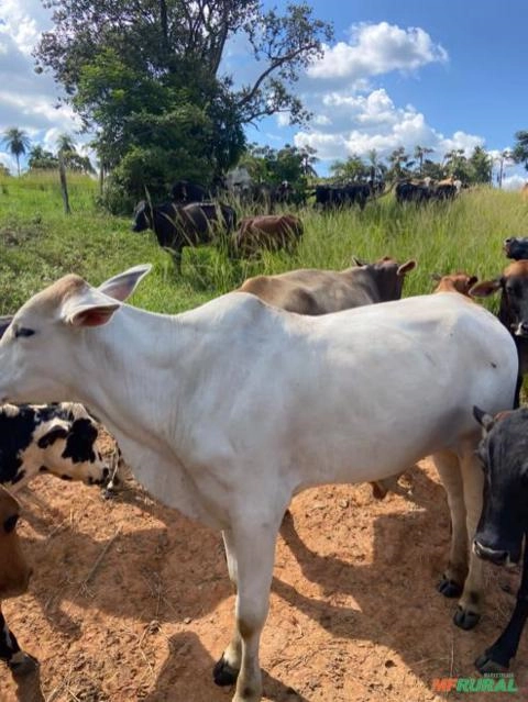 Imagem GADO CRUZADO Imagem GADO CRUZADO