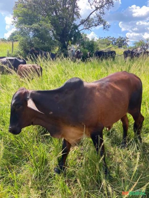 Imagem GADO CRUZADO Imagem GADO CRUZADO