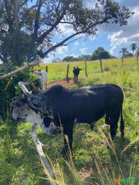 Imagem GADO CRUZADO Imagem GADO CRUZADO