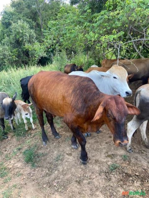 Imagem GADO CRUZADO Imagem GADO CRUZADO
