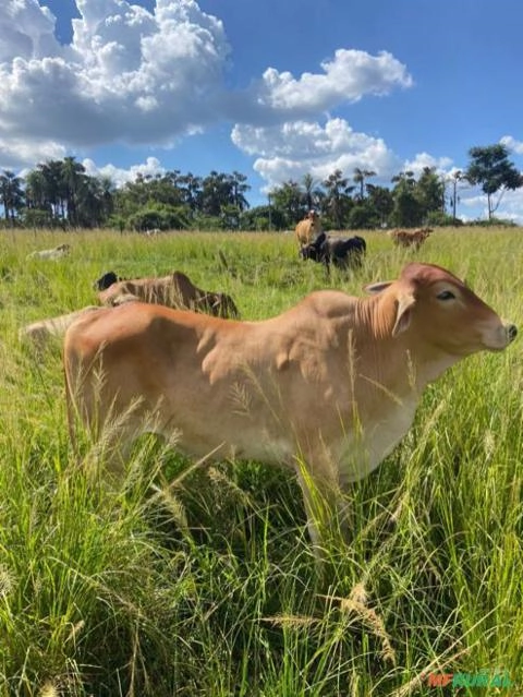 Imagem GADO CRUZADO Imagem GADO CRUZADO